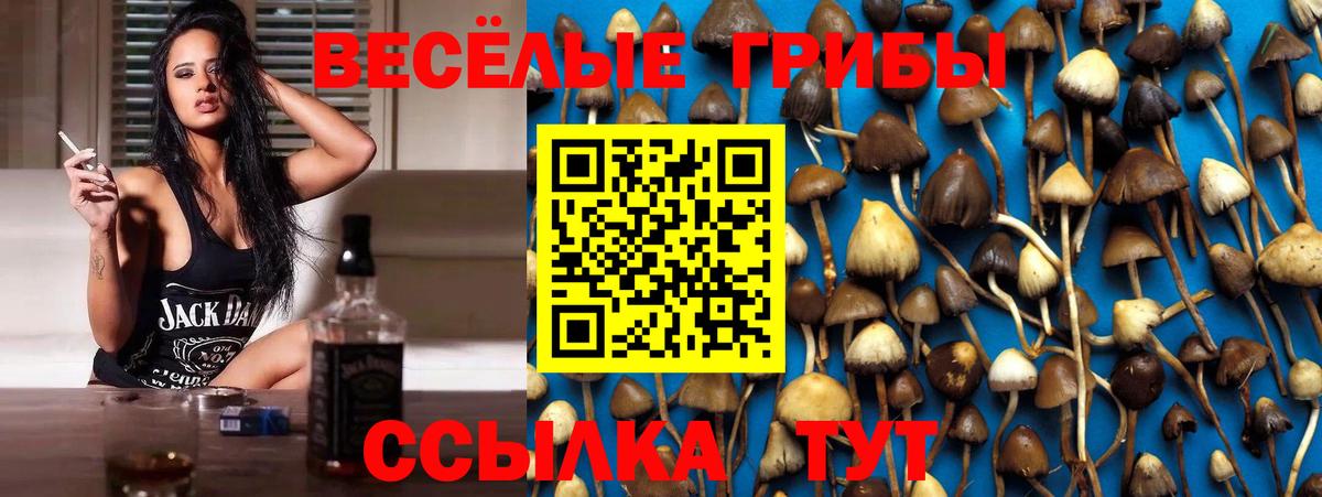 Псилоцибиновые грибы Psilocybine cubensis Стрежевой
